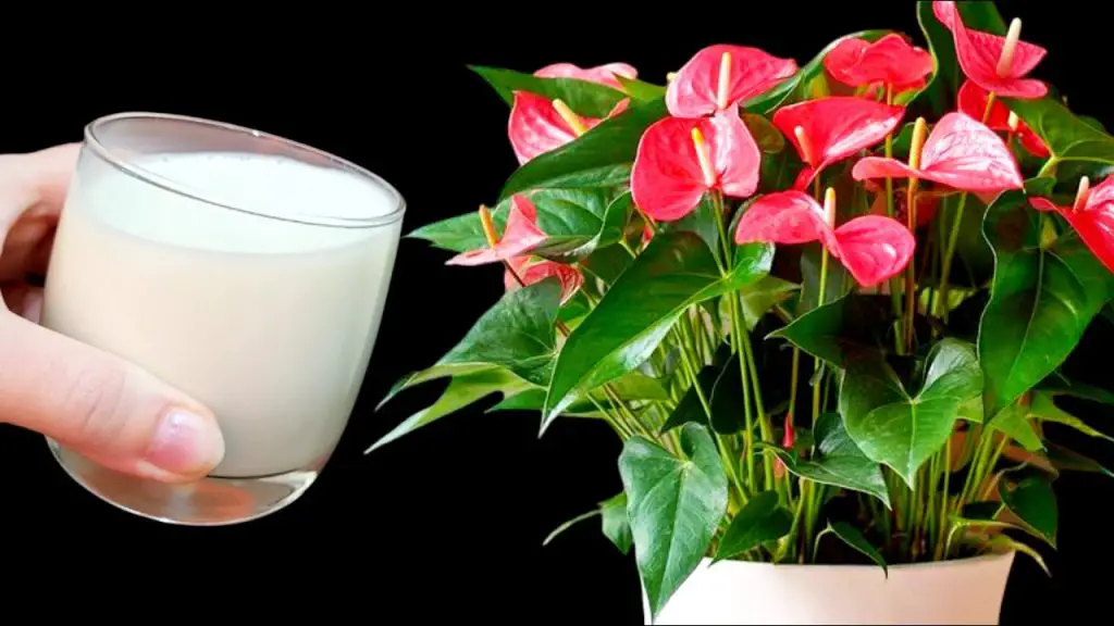 Poner azúcar en las plantas: los beneficios que nadie esperaría – Mis Consejos Jardinería