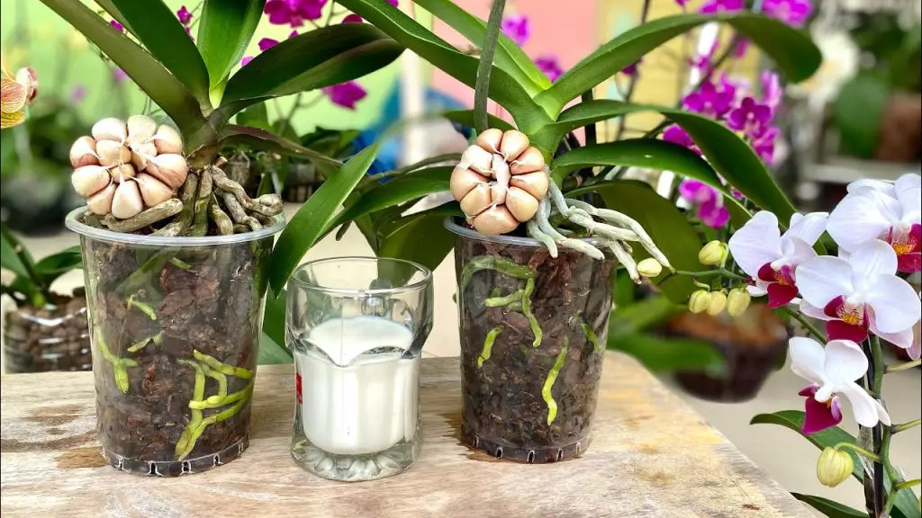 Cómo hacer que las orquídeas florezcan todo el año: añade esto a tu agua de riego – Mis Consejos Jardinería