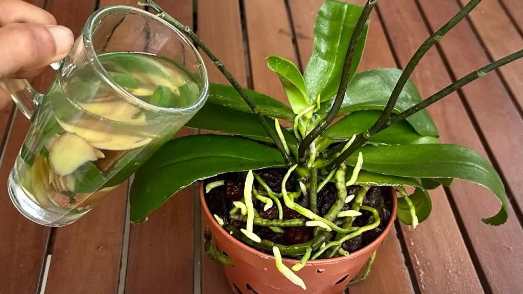 Pon una gota de esto en las orquídeas – eso es lo que – Mis Consejos Jardinería