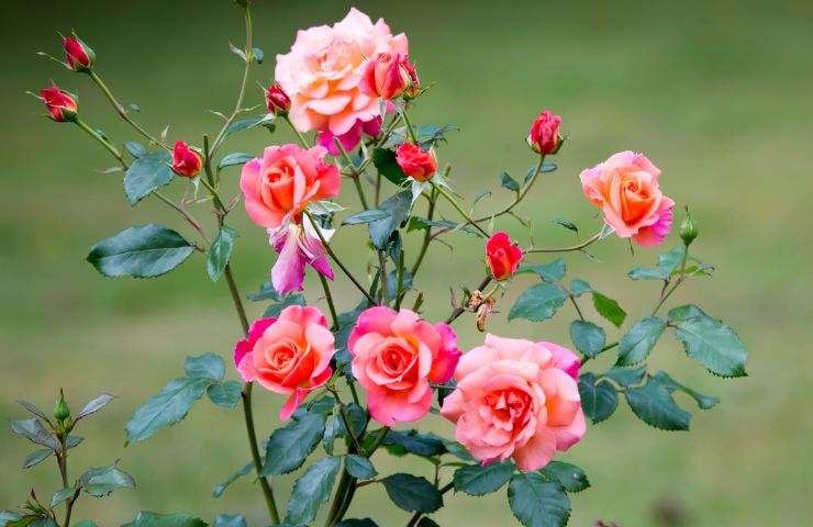Rosas: cómo multiplicarlas rápida y fácilmente con el truco del esqueje – Mis Consejos Jardinería