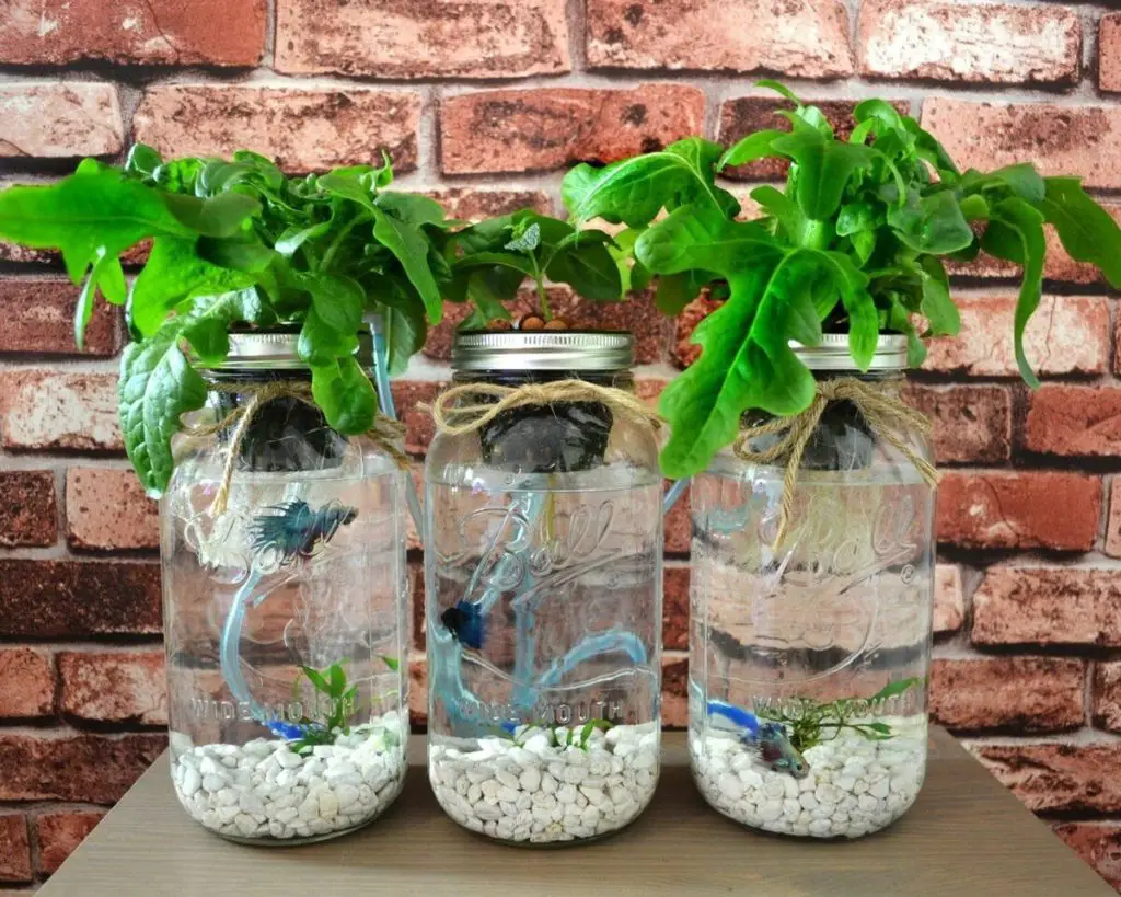 15 plantas que crecen en tu jardín sin agua (o casi) – Mis Consejos Jardinería