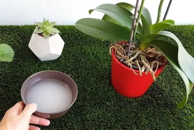 ¿Por qué deberías plantar arroz en tus macetas? El truco de los floristas para saber – Mis Consejos Jardinería