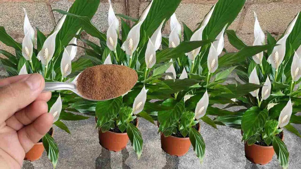 Peace Lily, si quieres que te dure años, debes hacer este movimiento importante. – Mis Consejos Jardinería