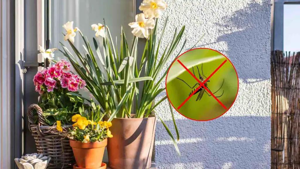 7 plantas aromáticas y hermosas para tener en el balcón: mantienen alejadas a las moscas y los mosquitos – Mis Consejos Jardinería