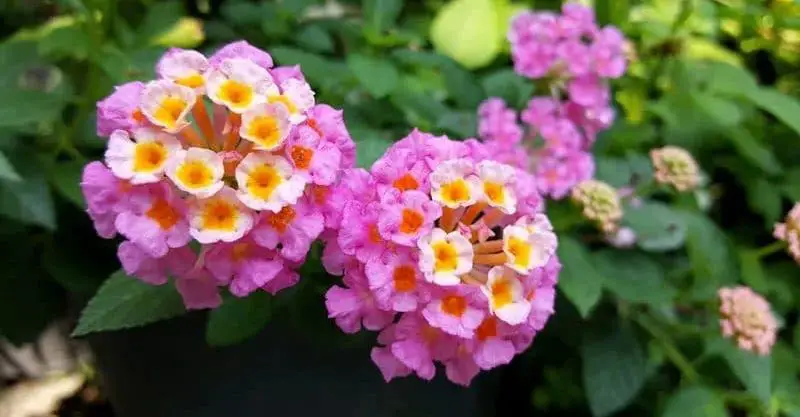 Mantén alejados a los mosquitos con esta hermosa planta para mantener en tu balcón – Mis Consejos Jardinería