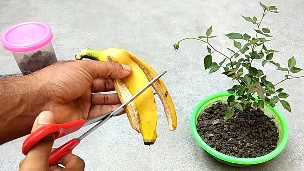 Huerto, tira cáscaras de plátano a las plantas: pruébalo y me lo agradecerás   – Mis Consejos Jardinería