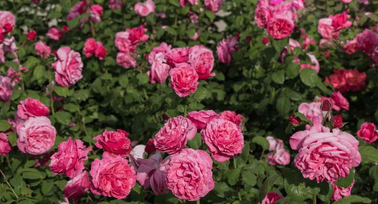Rosa