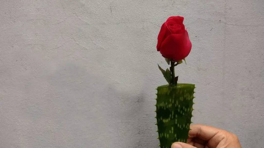 Este truco para multiplicar rosas vale oro: nunca antes había visto resultados así – Mis Consejos Jardinería
