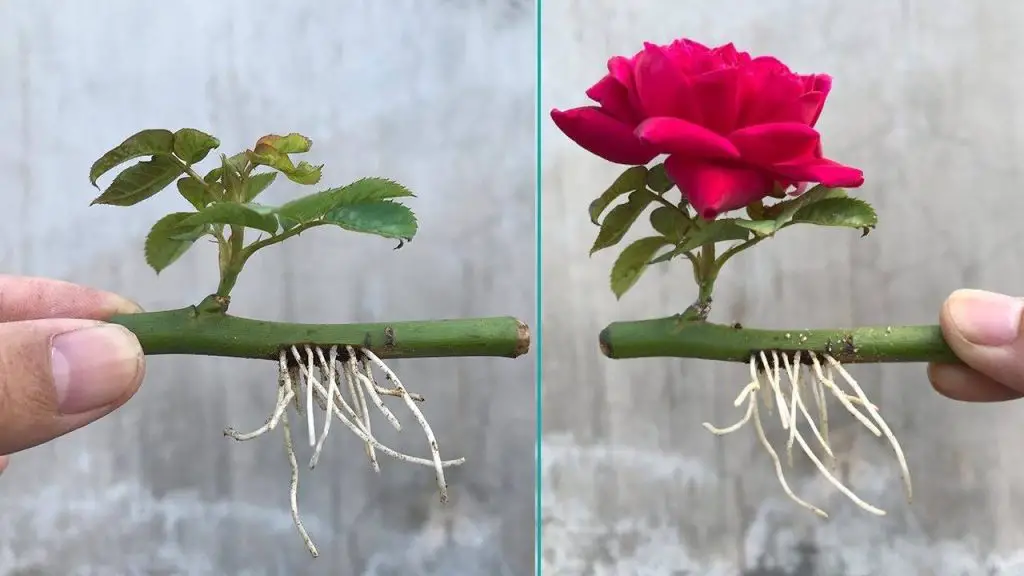 Cómo propagar rosas con un vaso de agua: florecerán en unos días – Mis Consejos Jardinería