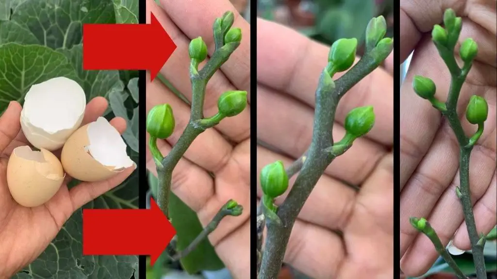 Solo así tu orquídea florecerá todo el año: nunca antes vista con tanta exuberancia – Mis Consejos Jardinería