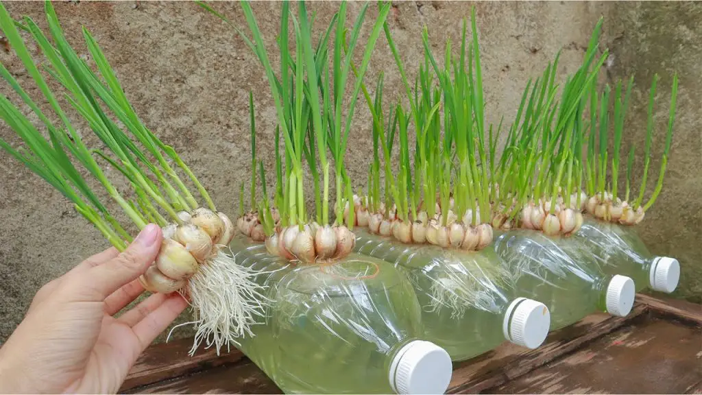 ¡No compre más ajo! ¡Aprende a cultivar una cantidad infinita en casa! – Mis Consejos Jardinería