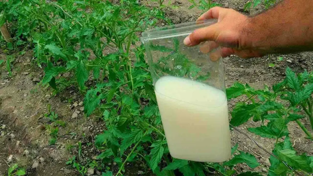 El único abono natural muy potente, úsalo para las plantas: vale oro en el jardín – Mis Consejos Jardinería