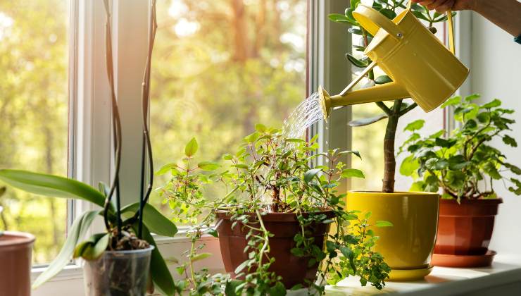 cuidar las plantas