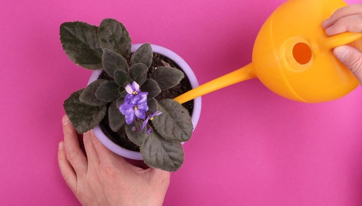3 fertilizantes naturales para tus plantas