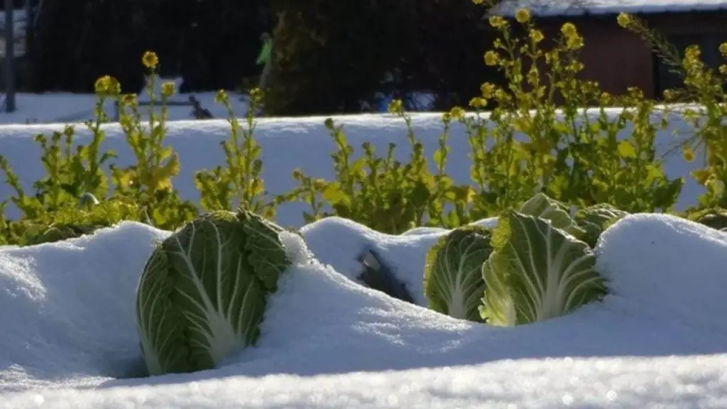 Huerta, qué sembrar y regar en febrero: la lista completa – Mis Consejos Jardinería