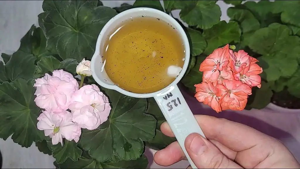 Si le pones esto a las plantas crecerán indefinidamente: duran hasta 15 años – Mis Consejos Jardinería