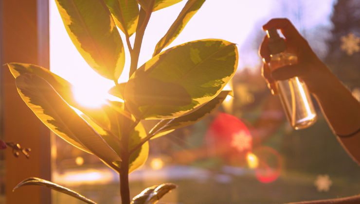 cuidar las plantas y las flores