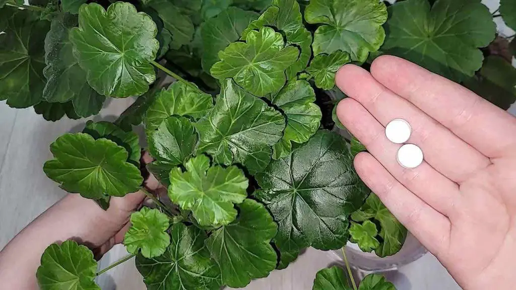 Con este remedio natural hasta la flor más atrofiada volverá a la vida – Mis Consejos Jardinería