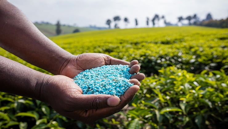 Fertilizantes azules en granos