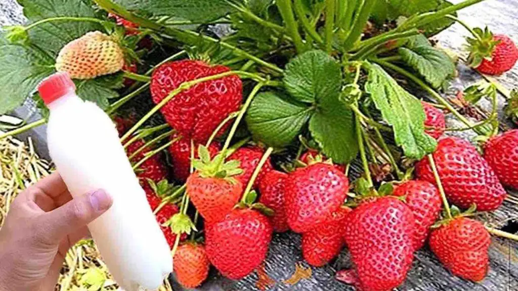Usa este fertilizante natural para hacer crecer tus plantas exuberantes – Mis Consejos Jardinería