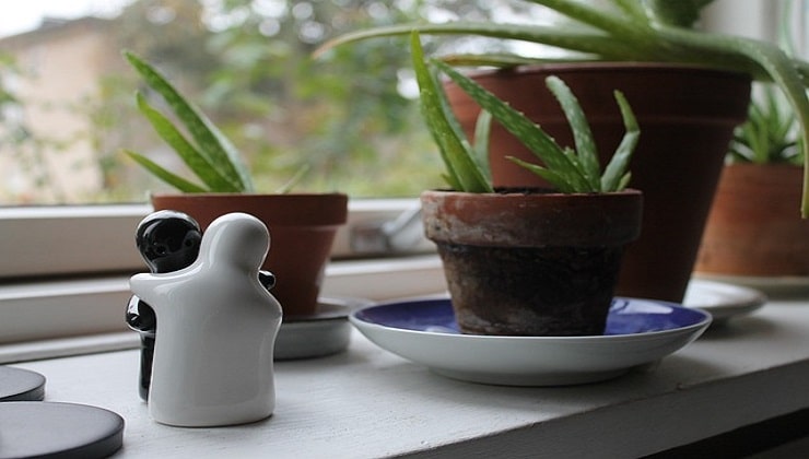 Planta de aloe en la ventana