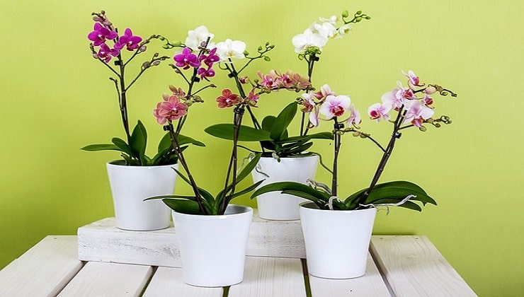 macetas de orquideas