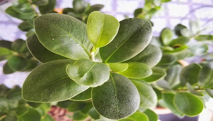 Plantas de interior, Ficus ginseng