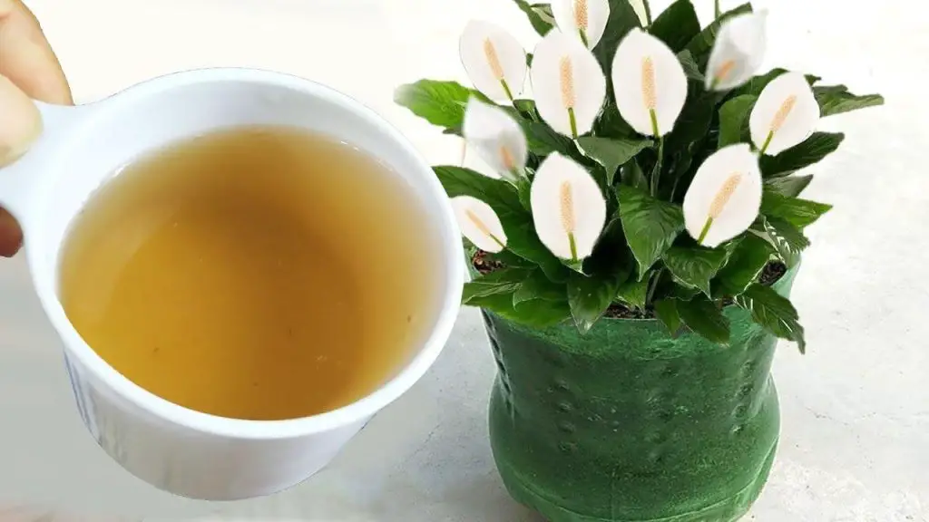 Con este abono natural tendrás una carga de flores para todo el año sin coste alguno – Mis Consejos Jardinería