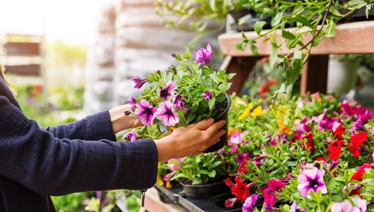 Plantas de orquídeas, petunias, rosas, geranios