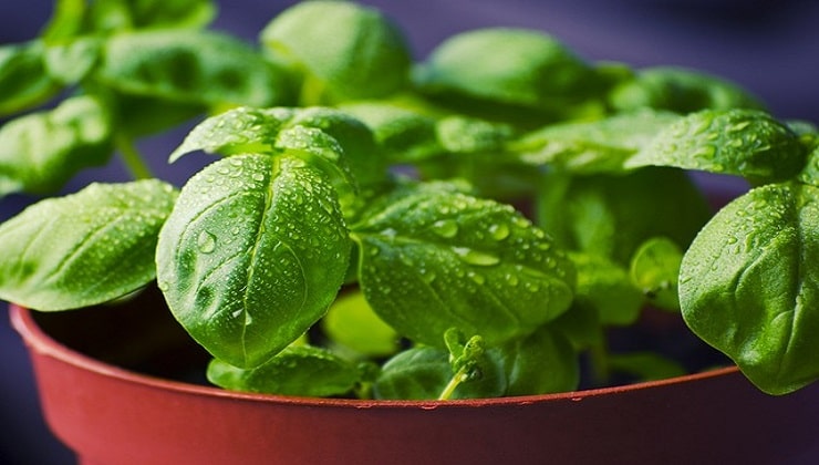 Albahaca, planta aromática
