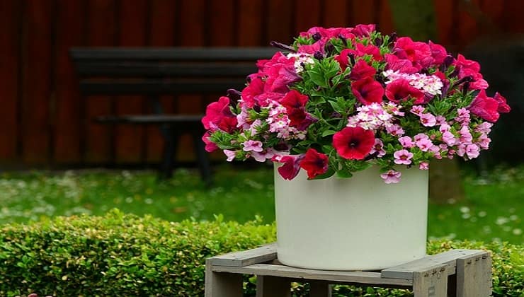 plantas de petunia
