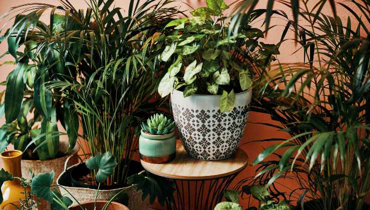 plantas sanas, exuberantes y con flores con este método