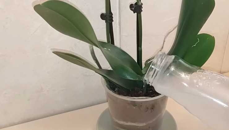regar las plantas con agua de arroz - beneficios
