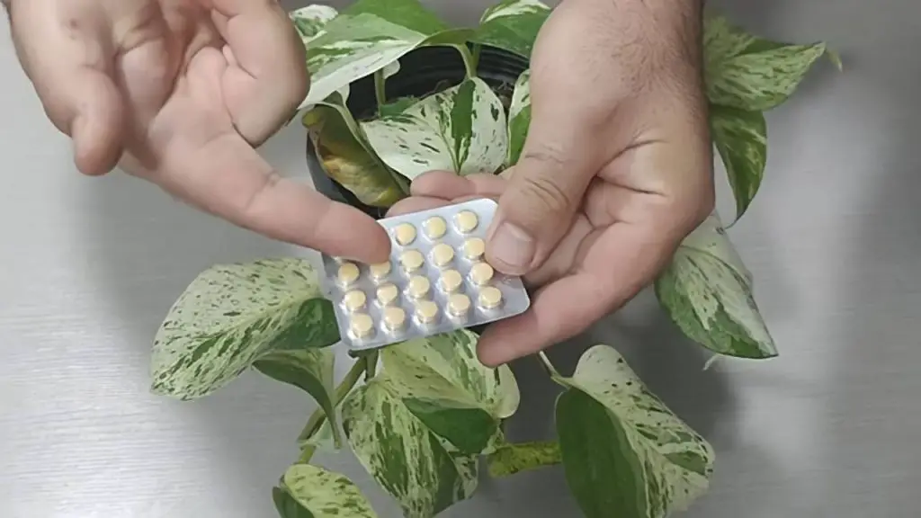 Qué sucede cuando arrojas aspirina a las plantas: los efectos que no esperarías – Mis Consejos Jardinería
