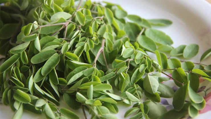 moringa