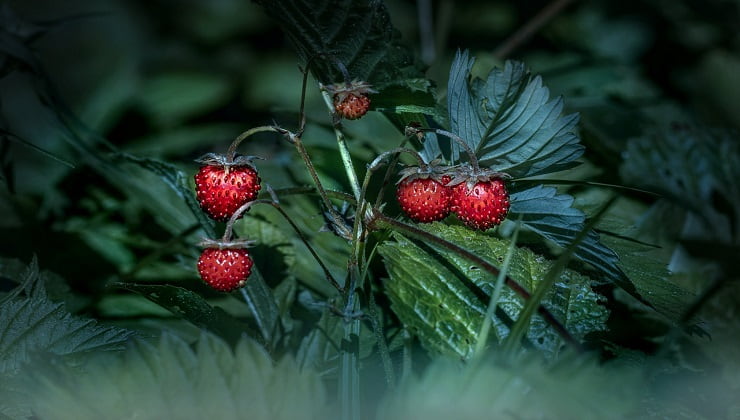 planta de fresa silvestre