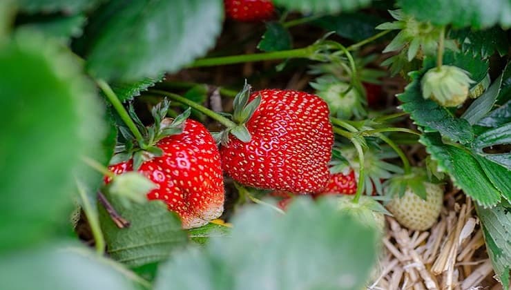 Cómo cultivar fresas