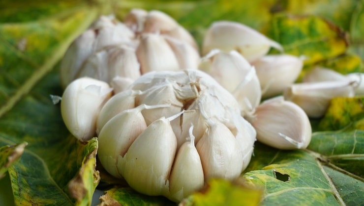 cabezas de ajo