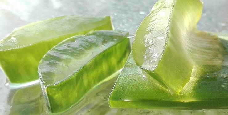 Aloe vera