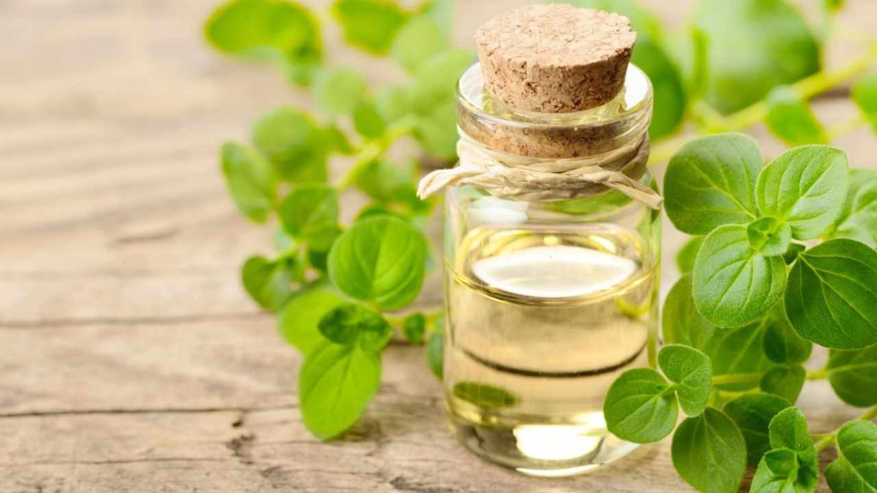 Aceite esencial de orégano