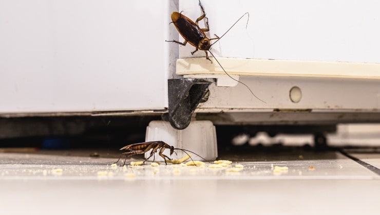Cucarachas, insectos en la cocina.