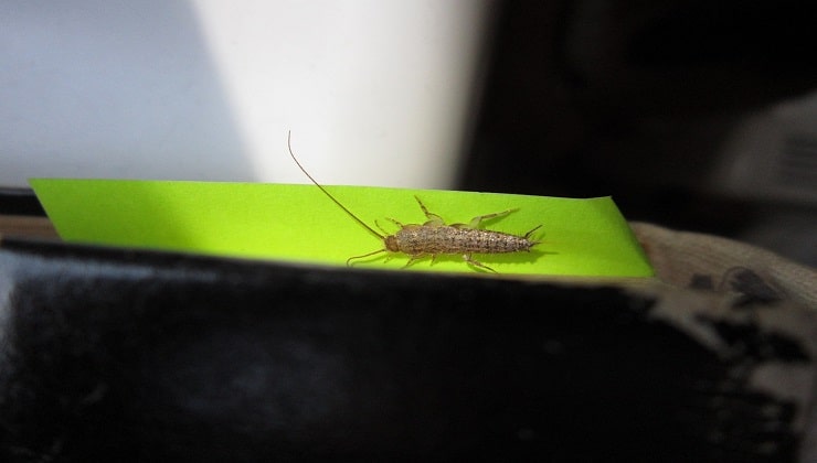 Silverfish sobre papel verde