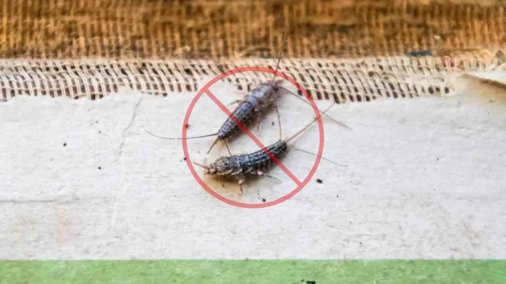 Silverfish lo odia, solo para que te deshagas de él para siempre – Mis Consejos Jardinería