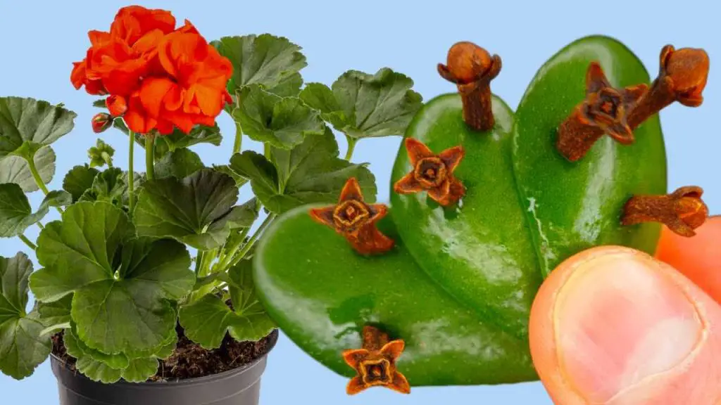 Con 3 hojas tendrás una floración rápida y garantizada: el arma secreta de los viveristas – Mis Consejos Jardinería