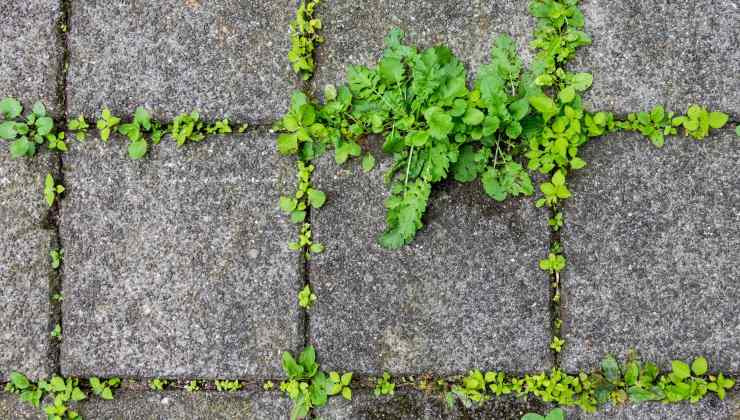 Cómo cuidar las baldosas del jardín