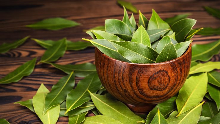Hojas de laurel contra los malos olores