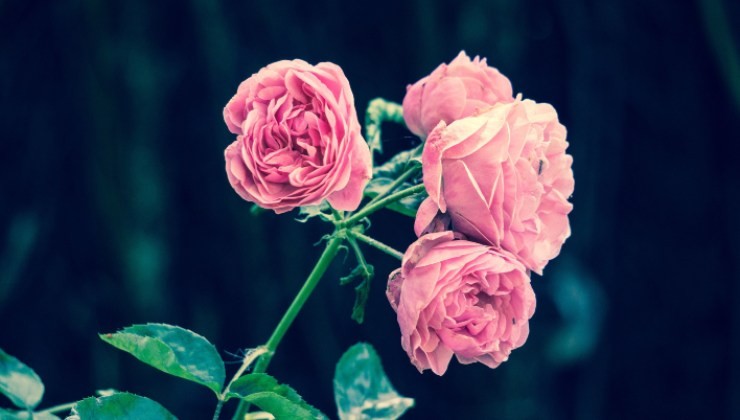 rosa
