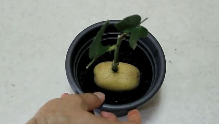 nuevas plántulas de rosas con el método de la patata