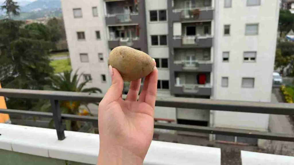 Porque en marzo todo el mundo empieza a poner una patata en el balcón: he aquí por qué – Mis Consejos Jardinería