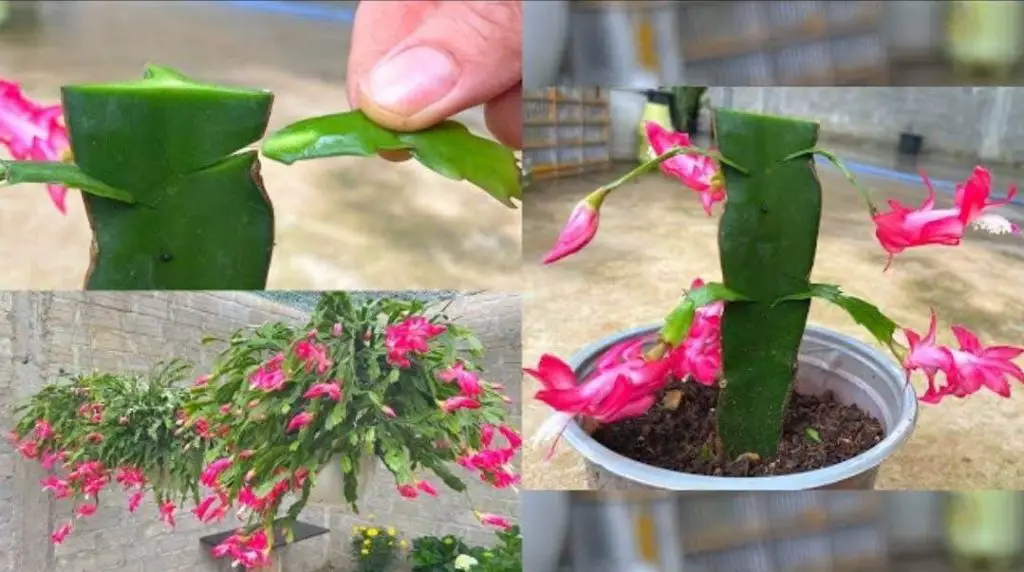 Planta Natalina, si usas este ingrediente florecerá el doble en pocas semanas – Mis Consejos Jardinería